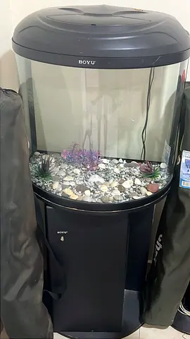 BOYU curved aquarium with cabinet - 60cm (ready setup)