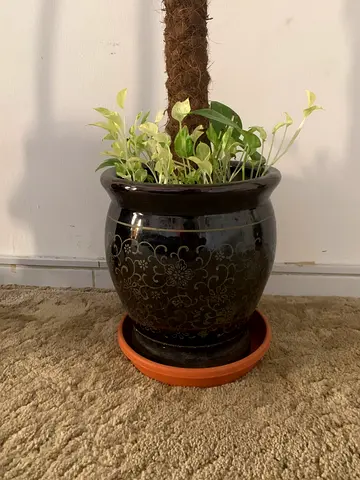 Black decorative ceramic plant pot with saucer