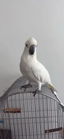 Bird for adoption