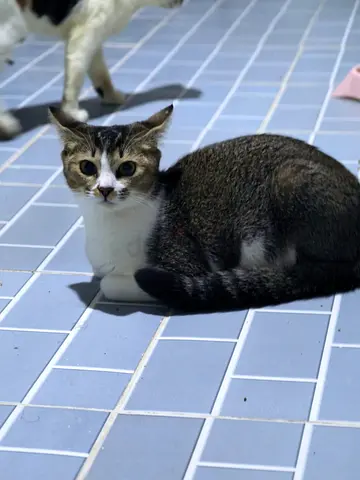 Friendly young tabby mix cat available for adoption