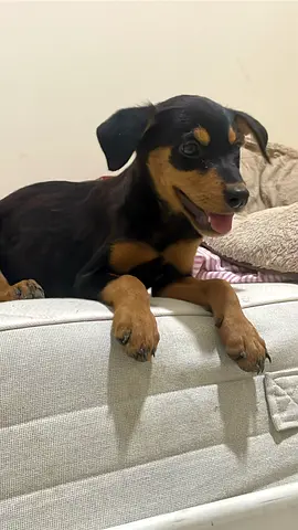 Rottweiler Puppies 45 Days Old – Large Size – Playful & Friendly