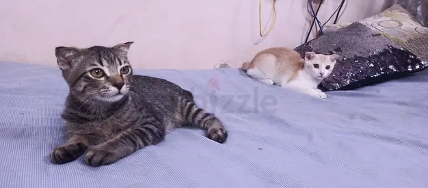 Cats 4 months for free adoption
