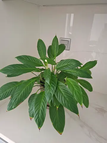 Peace lily in ceramic pot (Spathiphyllum) potted plant - ready to rehome