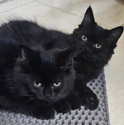 Pair of Black Longhair Persian Kittens - 3 months, friendly