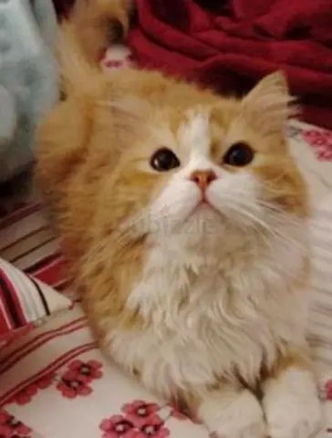 Friendly orange and white  persian cat available for adoption