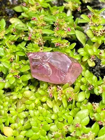 Malaya garnet