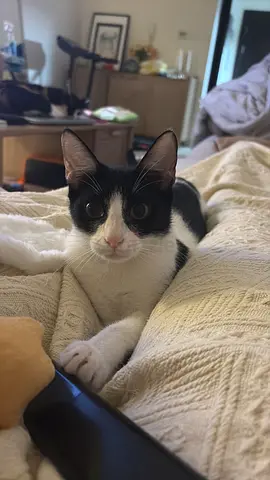 Polly is looking for home