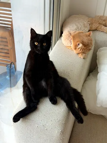 a friendly cats (black, ) looking for a good home