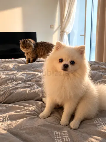 Temporary Foster Home Needed for Pixu & Bella