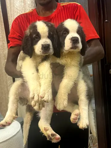 Dogs