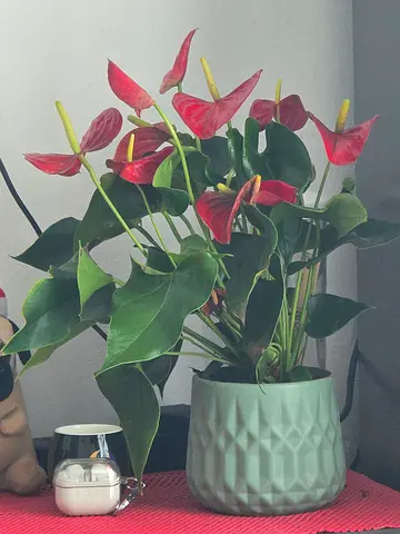 Vibrant Red Anthurium (Flamingo Flower)