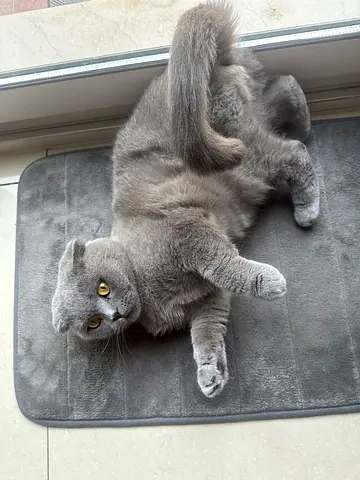 Scottish fold cat