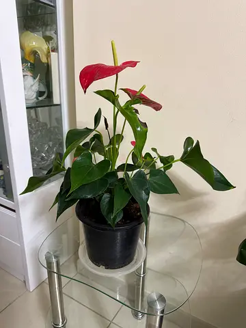plants