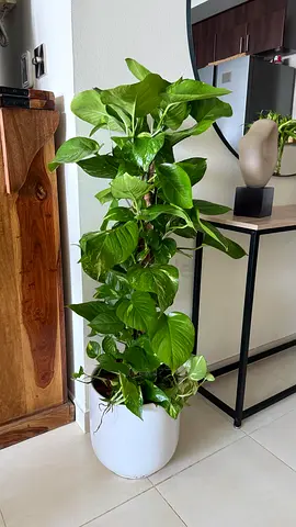 Large Air-Purifying Money Plant | 100+cm Tall | Luxury Branded Pot