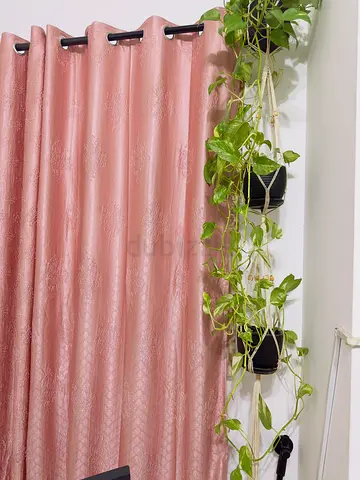 Beautiful Long & Lush Money Plant / Pothos – Decorative Hanging Set 🌿