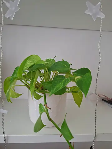 Golden Pothos (Epipremnum aureum) hanging potted plant - healthy cuttings