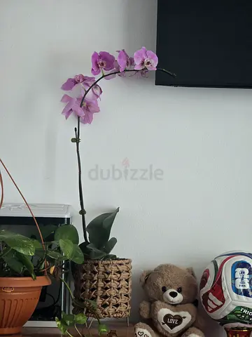 Phalaenopsis Orchid (Moth Orchid)