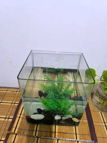 Small square glass aquarium tank with plants and stones