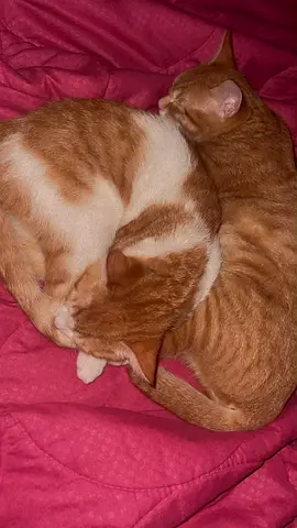 Friendly Ginger and White Cats for Free Adoption