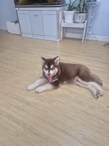 2-month-old Alaskan Malamute puppy — friendly, vaccinated