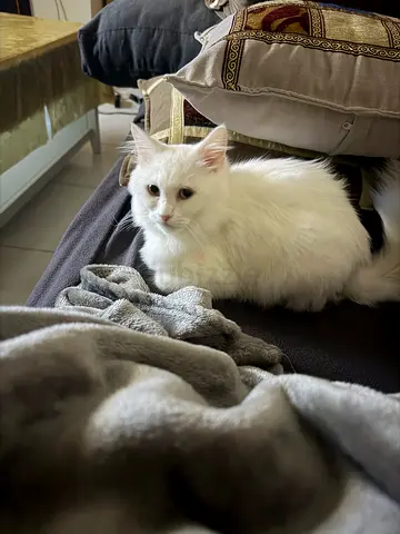Cat for Adoption