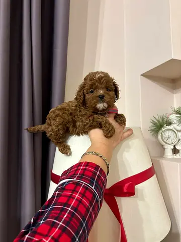 Teacup Toy Puppy, vaccinated and playful
