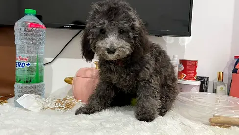 Small fluffy puppy looking for a home - approx. toy poodle/pooch