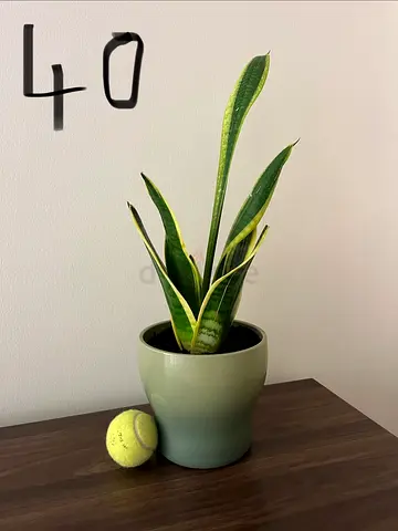 Snake plant in green ceramic pot