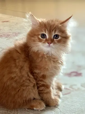 Kitten for adoption