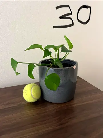 Small potted indoor plant with ceramic grey pot