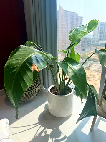 Large healthy indoor potted philodendron