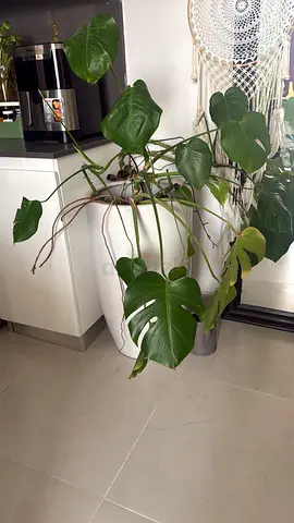 Large Monstera Deliciosa (Swiss Cheese Plant) in White Ceramic Pot - Healthy Indoor Plant