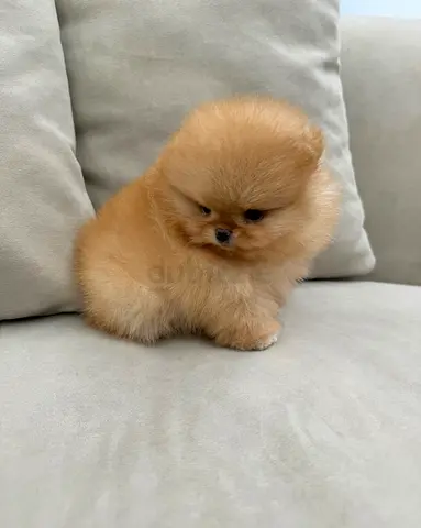 Tiny Pomeranian puppy — fluffy orange male, ready for new home