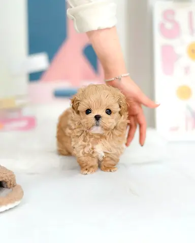 Maltepoo Puppy – healthy, well trained and playful