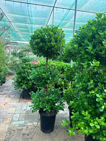 I’m selling plants in doors and outdoor doors home delivery free with fixing all so