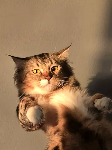 Cute cat for Adoption
