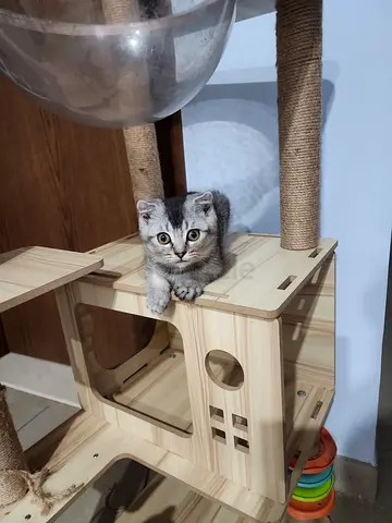 Scottish fold and Scottish straight kittens