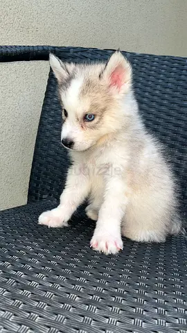 Husky puppies for free adoption