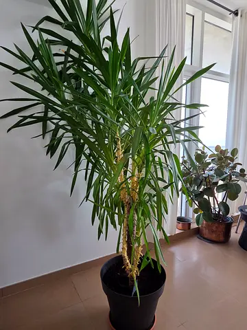 Beautiful Indoor Plants for sale