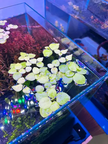 Amazon frogbit floaters- Abudhabi