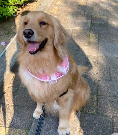 Friendly Golden Retriever looking for adoption — well behaved, vaccinated