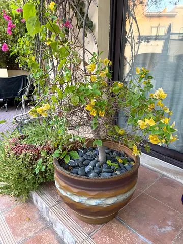 Plants & pots