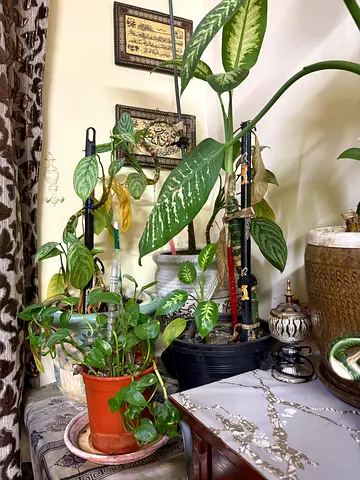 Collection of indoor potted plants — healthy green foliage, ready to rehome
