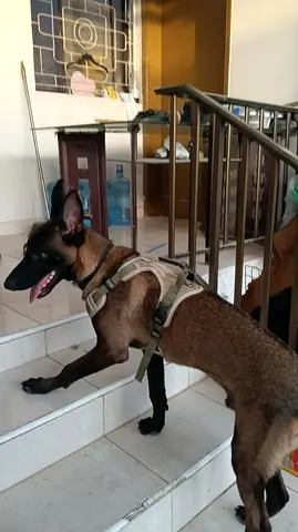 MALINOIS DOG