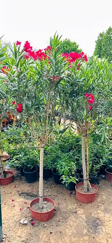 Oleander (Nerium) potted tree — 1.8–2.0m tall, ready for garden