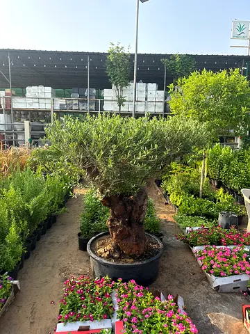 I’m selling plants in doors and outdoor doors home delivery free