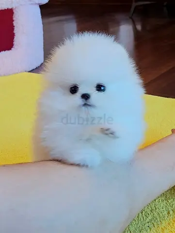 Tiny white Pomeranian puppy — friendly and playful