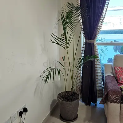 Tall indoor palm plant in large decorative pot — good condition