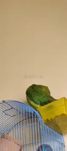 Female Indian ringneck for adoption