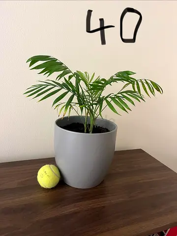 Small indoor palm/fern in grey pot